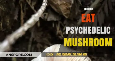 Do Deer Eat Psychedelic Mushrooms? Exploring Wildlife and Fungi Interactions