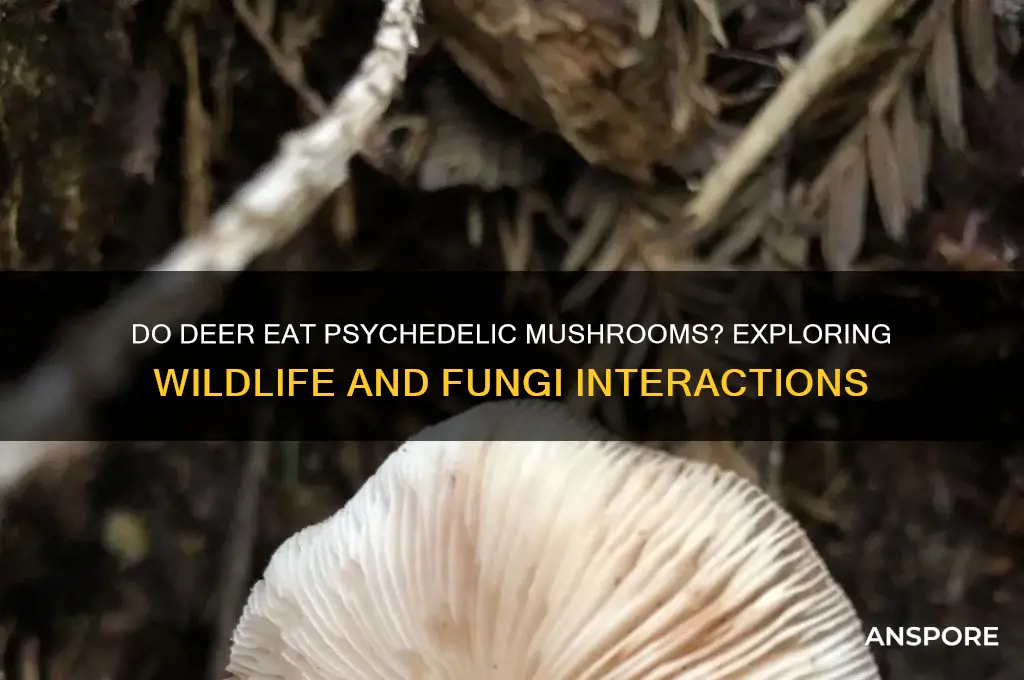 do deer eat psychedelic mushrooms