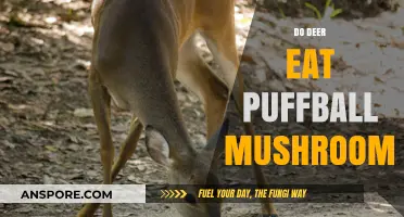 Do Deer Eat Puffball Mushrooms? Uncovering Their Foraging Habits