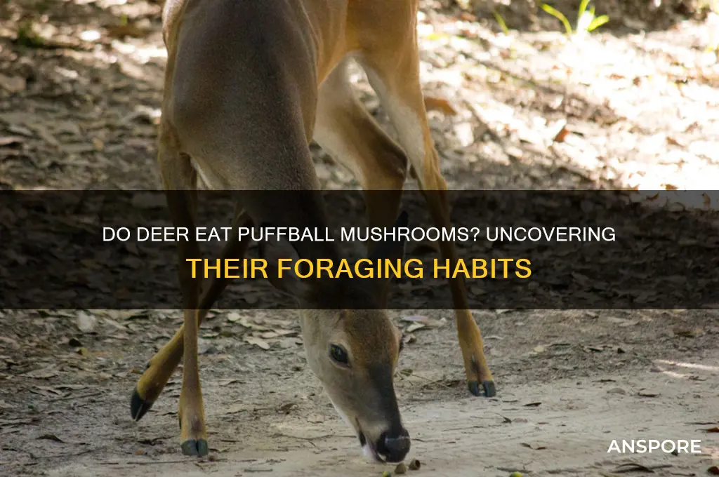 do deer eat puffball mushrooms