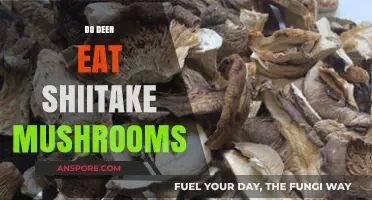 Do Deer Eat Shiitake Mushrooms? Exploring Their Forest Diet Habits