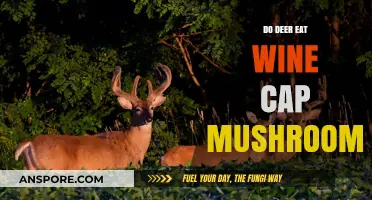 Do Deer Eat Wine Cap Mushrooms? Exploring Their Dietary Habits
