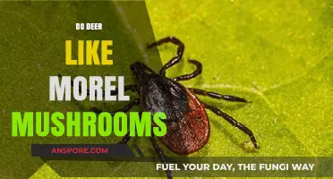 Do Deer Eat Morel Mushrooms? Uncovering the Truth in the Woods