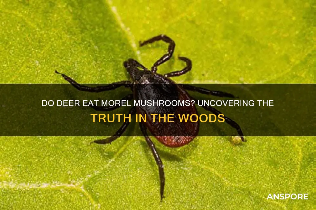 do deer like morel mushrooms