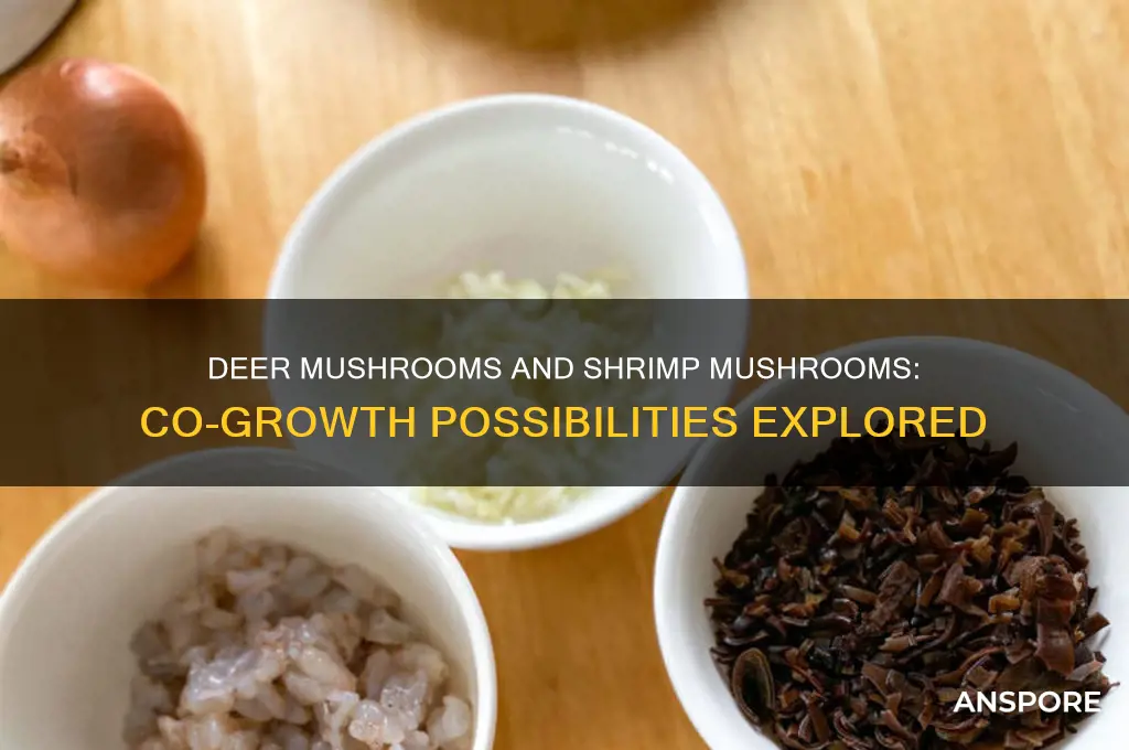 do deer mushrooms grow with shrimp mushrooms