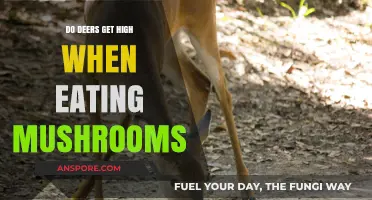 Do Deer Get High on Psychedelic Mushrooms? Exploring the Myth