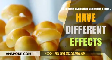 Exploring Varied Effects of Different Psylocybin Mushroom Strains