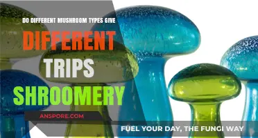 Exploring Varied Psychedelic Experiences: Do Mushroom Types Alter Trips?