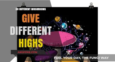 Exploring Varied Psychedelic Experiences: Do Mushroom Types Alter Highs?