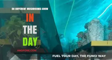 Daylight's Role in Mushroom Growth: Do Varieties Prefer Sun or Shade?