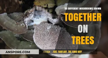 Tree-Dwelling Fungi: Exploring Coexistence of Mushroom Species on Trees