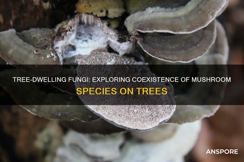 do different mushrooms grown together on trees