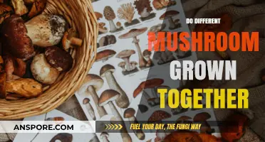 Mushroom Mixing: Can Different Types Grow Together?