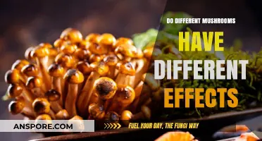 Exploring Varied Mushroom Effects: How Species Influence Mind and Body