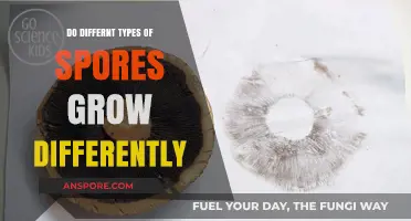 Exploring Varied Growth Patterns of Different Types of Spores