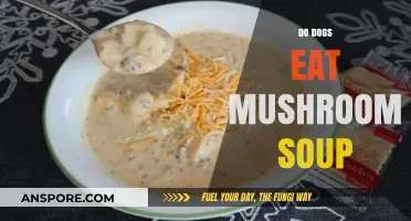 Can Dogs Safely Eat Mushroom Soup? Risks and Considerations