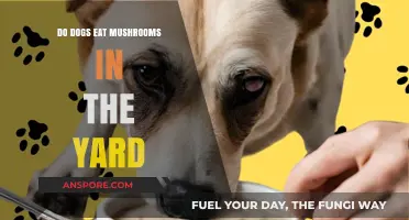 Can Dogs Safely Eat Yard Mushrooms? Risks and Precautions
