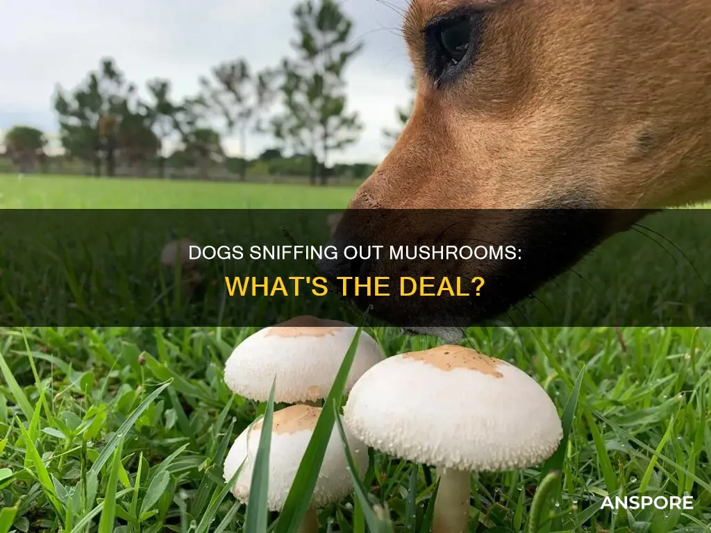 do dogs smell mushrooms