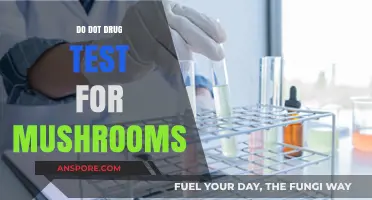 Do DOT Drug Tests Detect Psilocybin Mushrooms? What You Need to Know