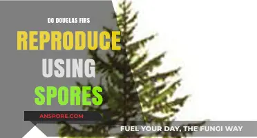 Do Douglas Firs Reproduce with Spores? Unveiling Their Unique Reproduction