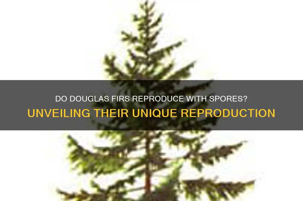 do douglas firs reproduce using spores