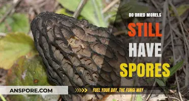 Do Dried Morels Retain Their Spores? Uncovering the Truth
