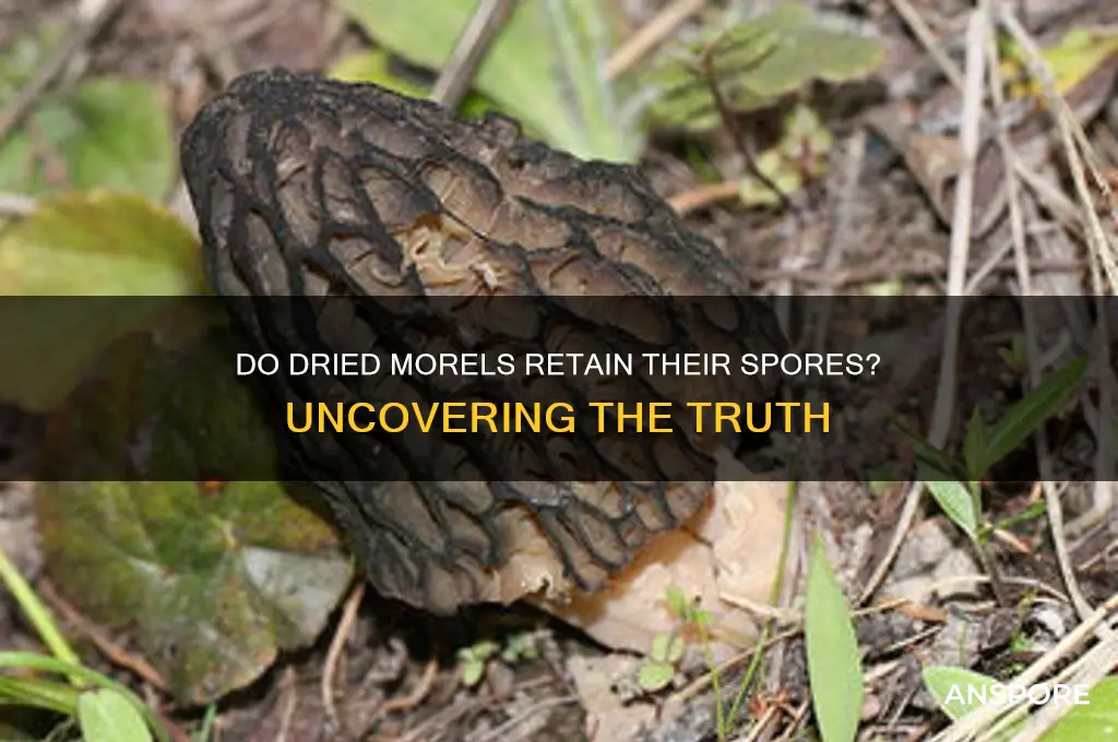 do dried morels still have spores