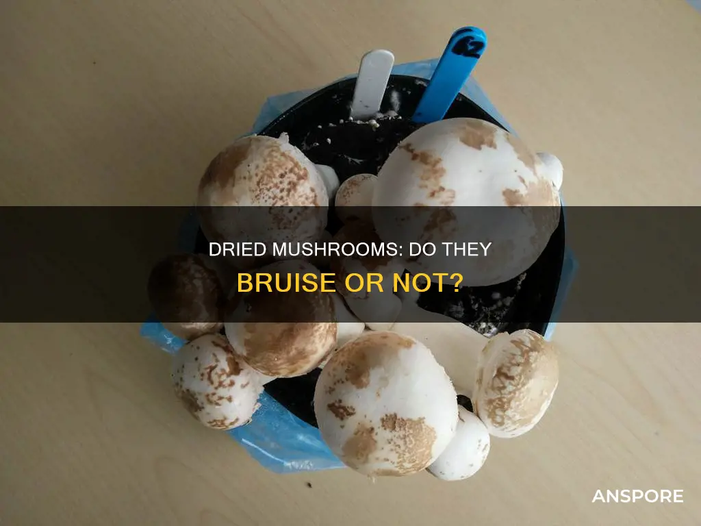 do dried mushrooms bruise