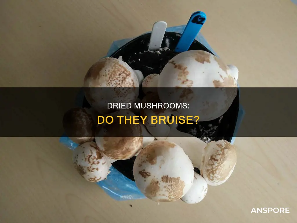 do dried mushrooms bruse