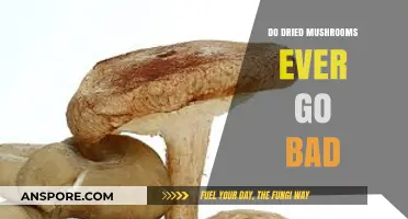 Do Dried Mushrooms Expire? Shelf Life and Storage Tips