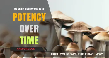 Do Dried Mushrooms Lose Potency Over Time? A Comprehensive Guide