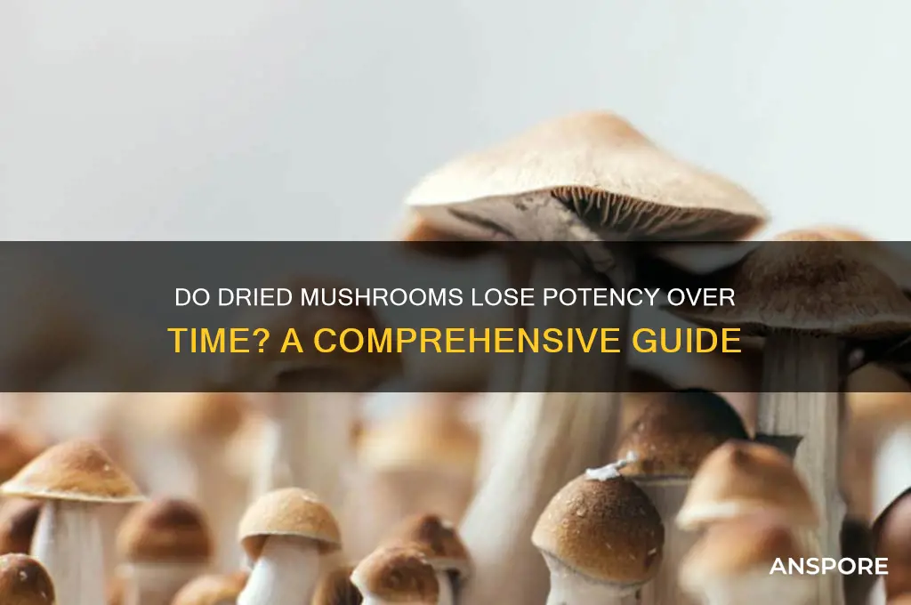 do dried mushrooms lose potency over time