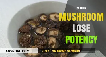 Dried Mushrooms: Do They Lose Their Magic?