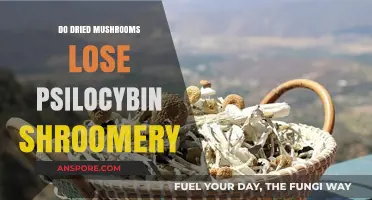 Do Dried Mushrooms Lose Psilocybin? Shroomery Insights and Facts