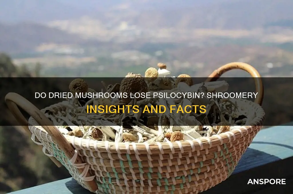 do dried mushrooms lose psilocybin shroomery