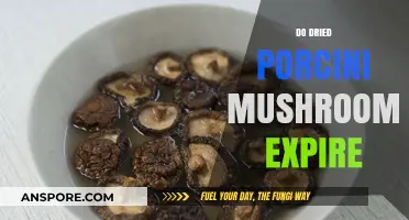 The Longevity of Dried Porcini Mushrooms