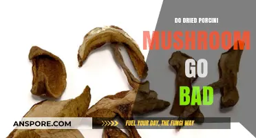 Do Dried Porcini Mushrooms Expire? Shelf Life and Storage Tips
