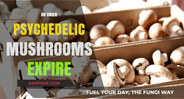 Psychedelic Mushrooms: Do They Lose Potency Over Time?