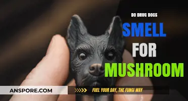 Can Drug Dogs Detect Mushrooms? Exploring K9 Olfactory Capabilities