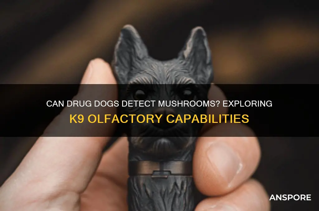 do drug dogs smell for mushrooms