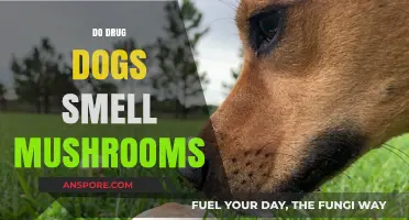 Can Drug Dogs Sniff Out Magic Mushrooms?