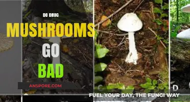 Do Drug Mushrooms Expire? Shelf Life and Safety Concerns Explained