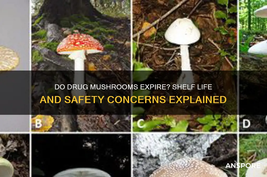 do drug mushrooms go bad