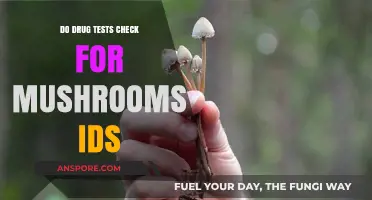 Do Drug Tests Detect Psilocybin Mushrooms or Their IDs?