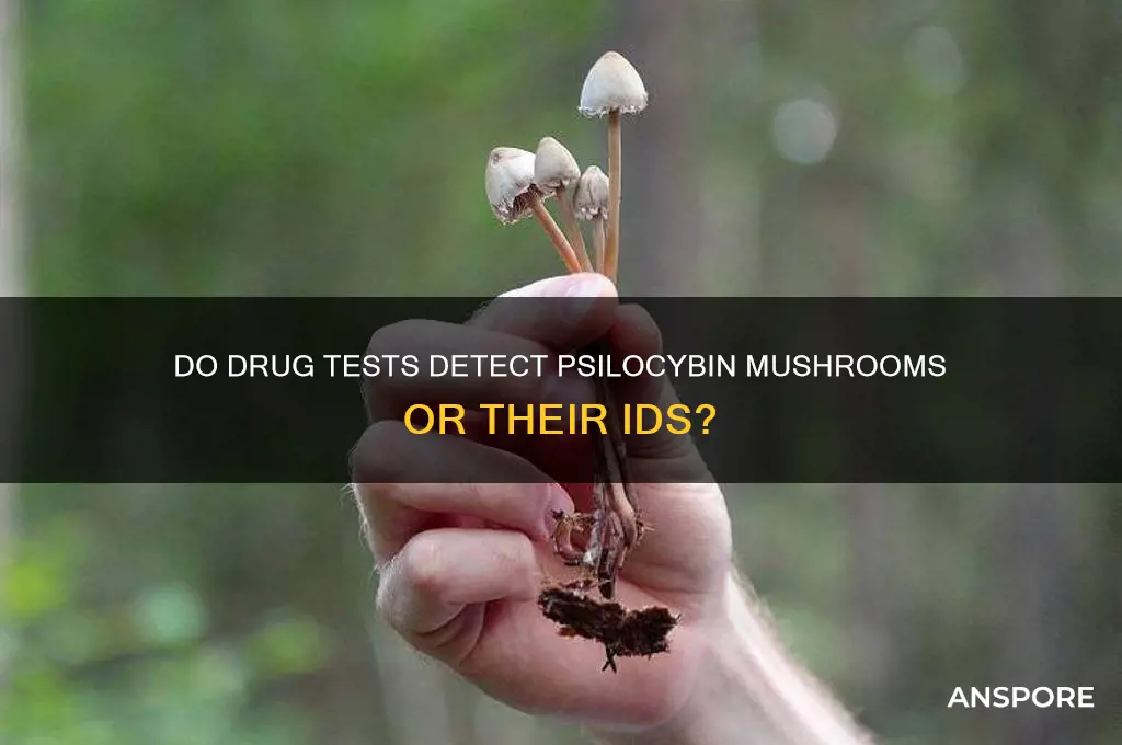 do drug tests check for mushrooms ids