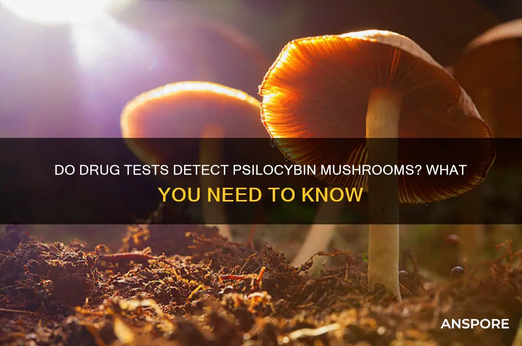 do drug tests check for mushrooms use