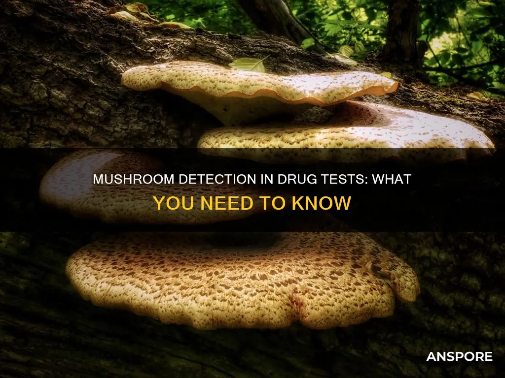 do drug tests detect mushrooms