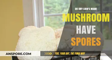 Do Dry Lion's Mane Mushrooms Contain Spores? A Detailed Look