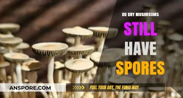 Do Dry Mushrooms Retain Spores? Unveiling the Truth About Preservation