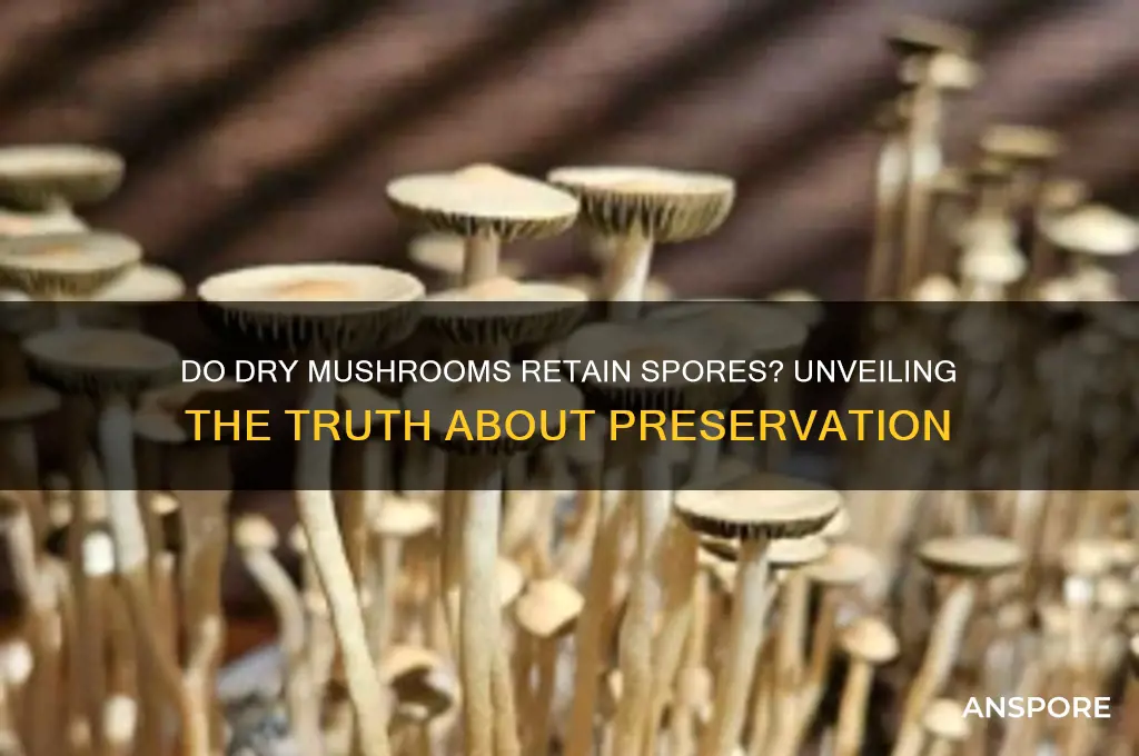 do dry mushrooms still have spores